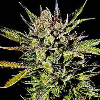 Cheese Auto Dinafem Seeds