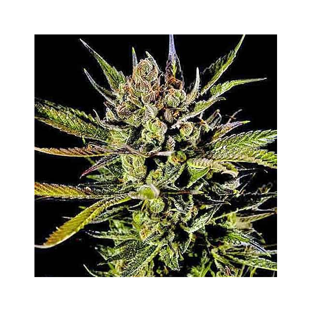 Cheese Auto