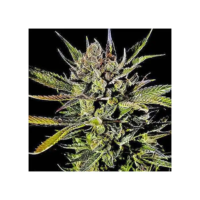 Cheese Auto - Dinafem Seeds