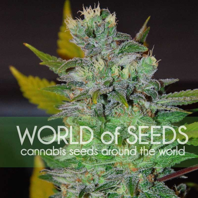 Chronic Haze 1 - World of Seeds