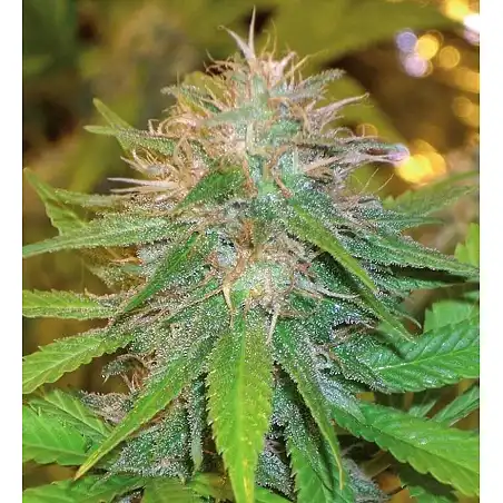 Chronic Haze 1 - World of Seeds