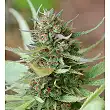Strawberry Blue 1 - World of Seeds Strawberry Blue 1 - World of Seeds