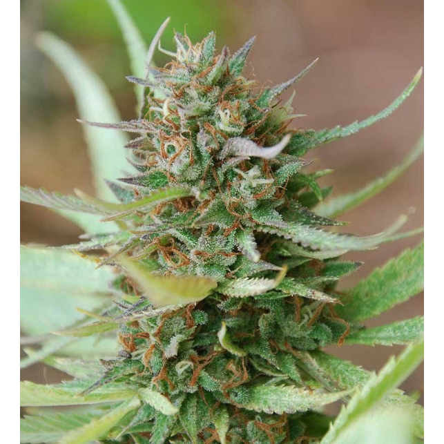 Strawberry Blue 1 - World of Seeds