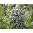 Strawberry Blue - World of Seeds Strawberry Blue - World of Seeds