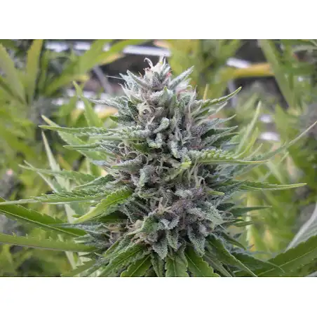 Strawberry Blue - World of Seeds