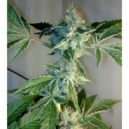 Yumbolt 47 2 - World of Seeds