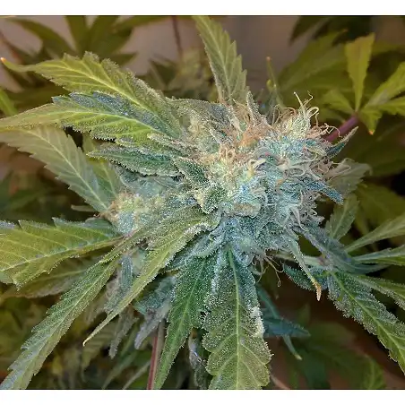 Yumbolt 47 - World of Seeds