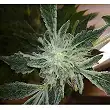 Yumbolt 47 1 - World of Seeds Yumbolt 47 1 - World of Seeds