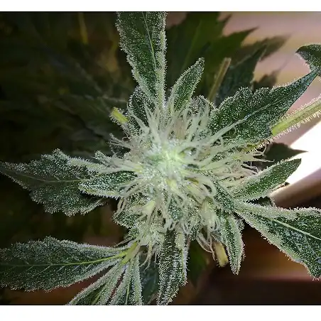 Yumbolt 47 1 - World of Seeds