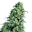 Skunk 1 Automatic - Sensi Seeds Skunk 1 Automatic - Sensi Seeds