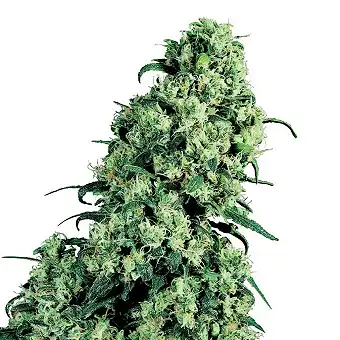 Skunk 1 Automatic - Sensi Seeds