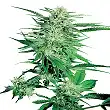 Big Bud - Sensi Seeds Big Bud - Sensi Seeds