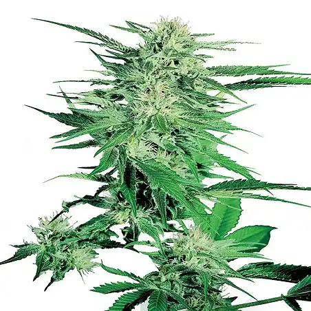 Big Bud - Sensi Seeds