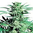 Shiva Skunk - Sensi Seeds Shiva Skunk - Sensi Seeds