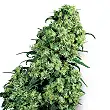 Skunk 1 - Sensi Seeds Skunk 1 - Sensi Seeds