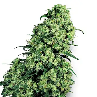 Skunk 1 - Sensi Seeds