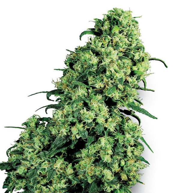 Skunk 1