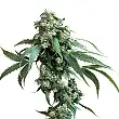 Jack Flash  5 1 - Sensi Seeds