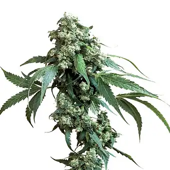 Jack Flash  5 1 - Sensi Seeds