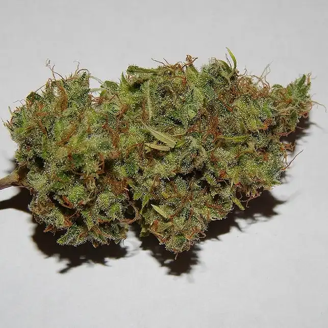 Jack Flash  5 - Sensi Seeds