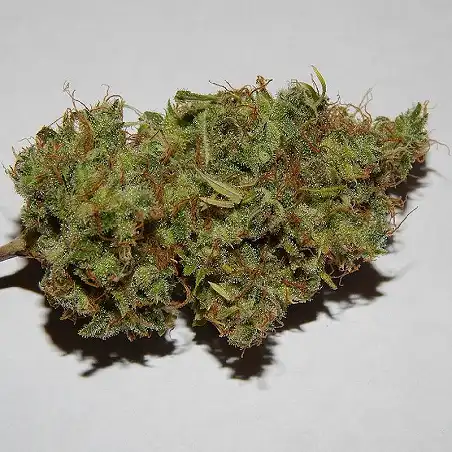 Jack Flash  5 - Sensi Seeds