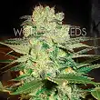 Afgan Kush X White Widow (Medicinal) 2 - World of Seeds Afgan Kush X White Widow (Medicinal) 2 - World of Seeds