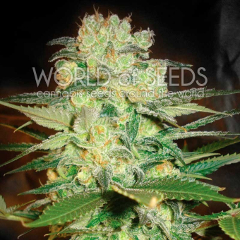 Afgan Kush X White Widow (Medicinal) 2 - World of Seeds