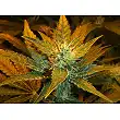 Afgan Kush X White Widow (Medicinal) - World of Seeds Afgan Kush X White Widow (Medicinal) - World of Seeds