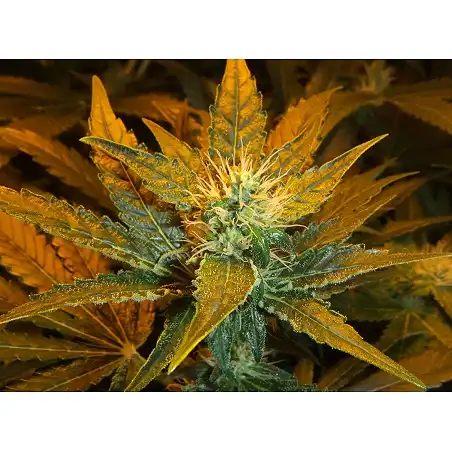 Afgan Kush X White Widow (Medicinal) - World of Seeds