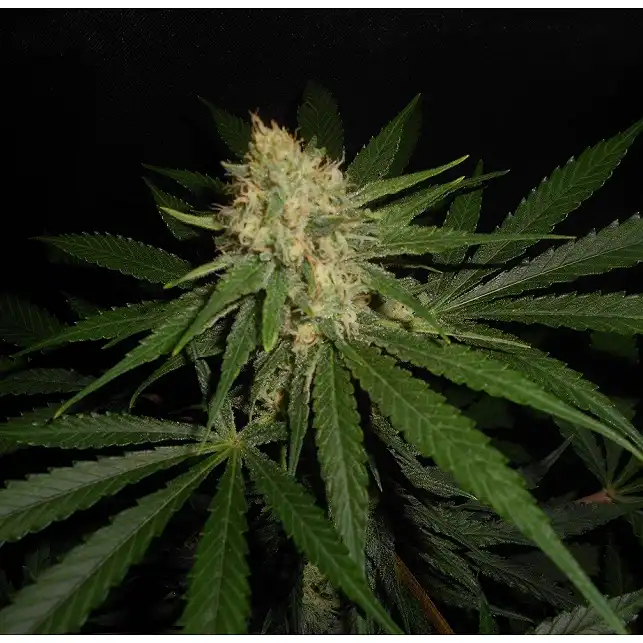 Afgan Kush X White Widow (Medicinal) 1 - World of Seeds