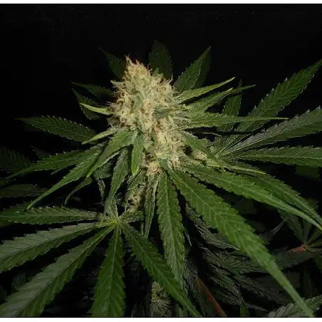 Afgan Kush X White Widow (Medicinal) 1 - World of Seeds