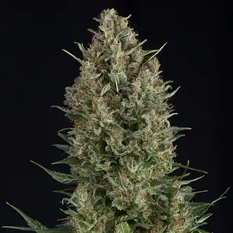 Wembley Auto 2 - Pyramid Seeds
