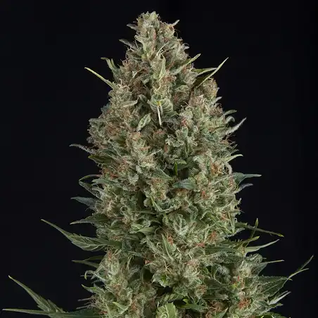 Wembley Auto 2 - Pyramid Seeds