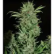 Wembley Auto - Pyramid Seeds