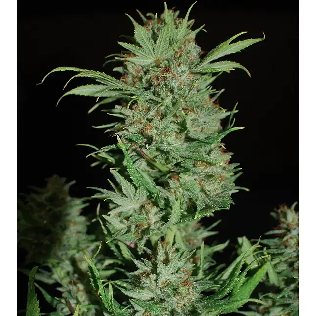 Wembley Auto - Pyramid Seeds