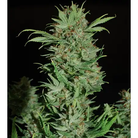 Wembley Auto - Pyramid Seeds