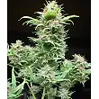 Wembley Auto 1 - Pyramid Seeds