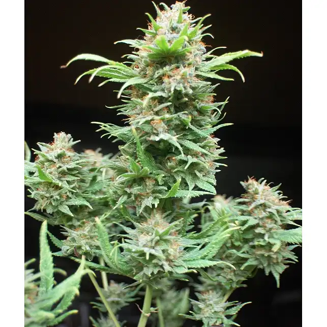 Wembley Auto 1 - Pyramid Seeds