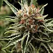 Auto Shark 1 - Pyramid Seeds