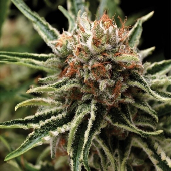 Auto Shark 1 - Pyramid Seeds