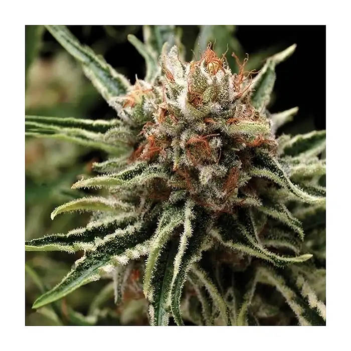 Auto Shark 1 - Pyramid Seeds