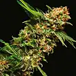 Alpujarreña Auto 1 - Pyramid Seeds