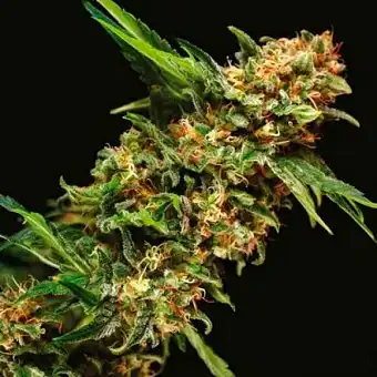 Alpujarreña Auto 1 - Pyramid Seeds