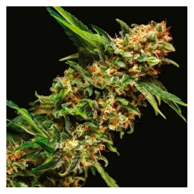 Alpujarreña Auto 1 - Pyramid Seeds