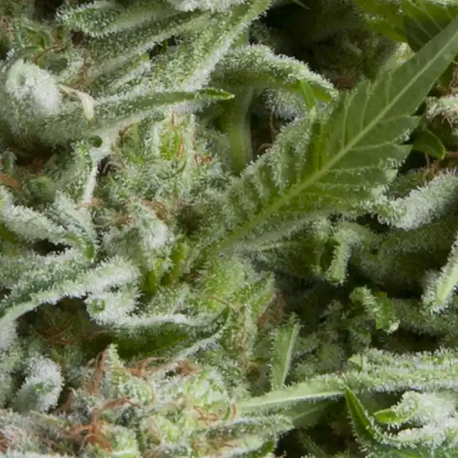 Alpujarreña Auto - Pyramid Seeds