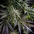 Blue Pyramid 1 - Pyramid Seeds