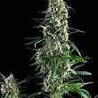 Blue Pyramid - Pyramid Seeds