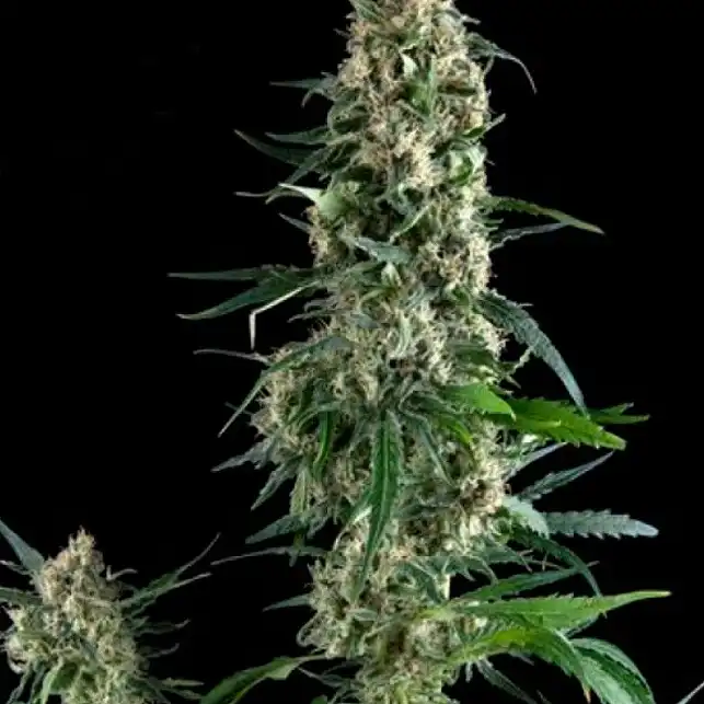 Blue Pyramid - Pyramid Seeds