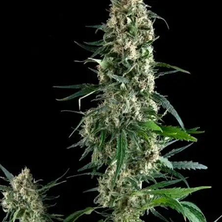 Blue Pyramid - Pyramid Seeds