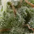 Super Hash Auto - Pyramid Seeds